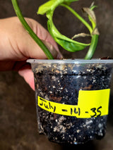 Variegated Philodendron Florida Beauty x Mayoi - (July-14-35)