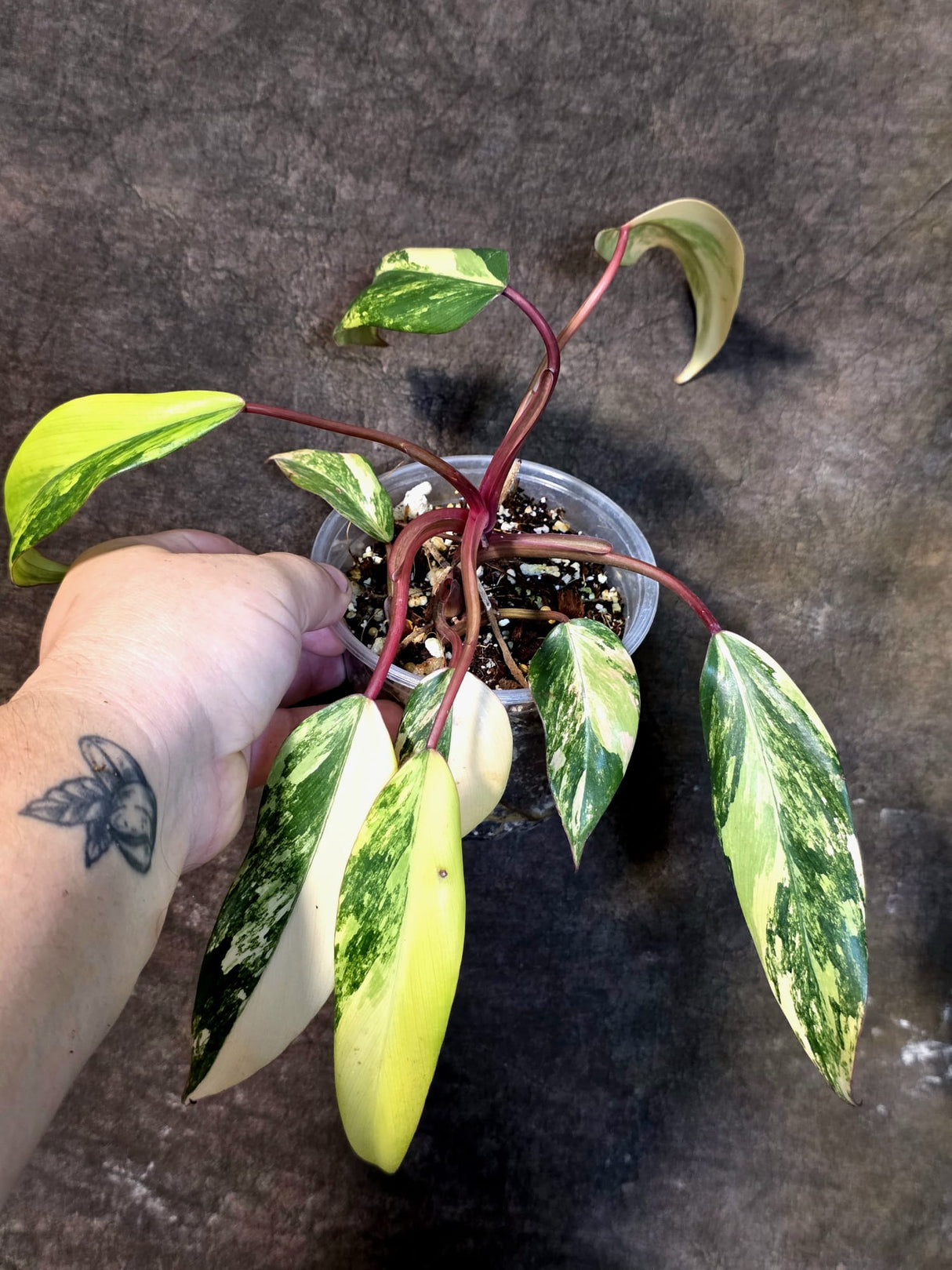 Variegated Philodendron Strawberry Shake Live Plant - (July-14-37)