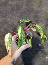 Variegated Philodendron Strawberry Shake Live Plant - (July-14-37)