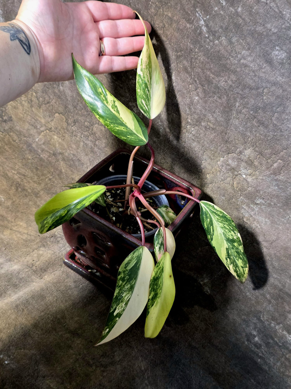 Variegated Philodendron Strawberry Shake Live Plant - (July-14-37)