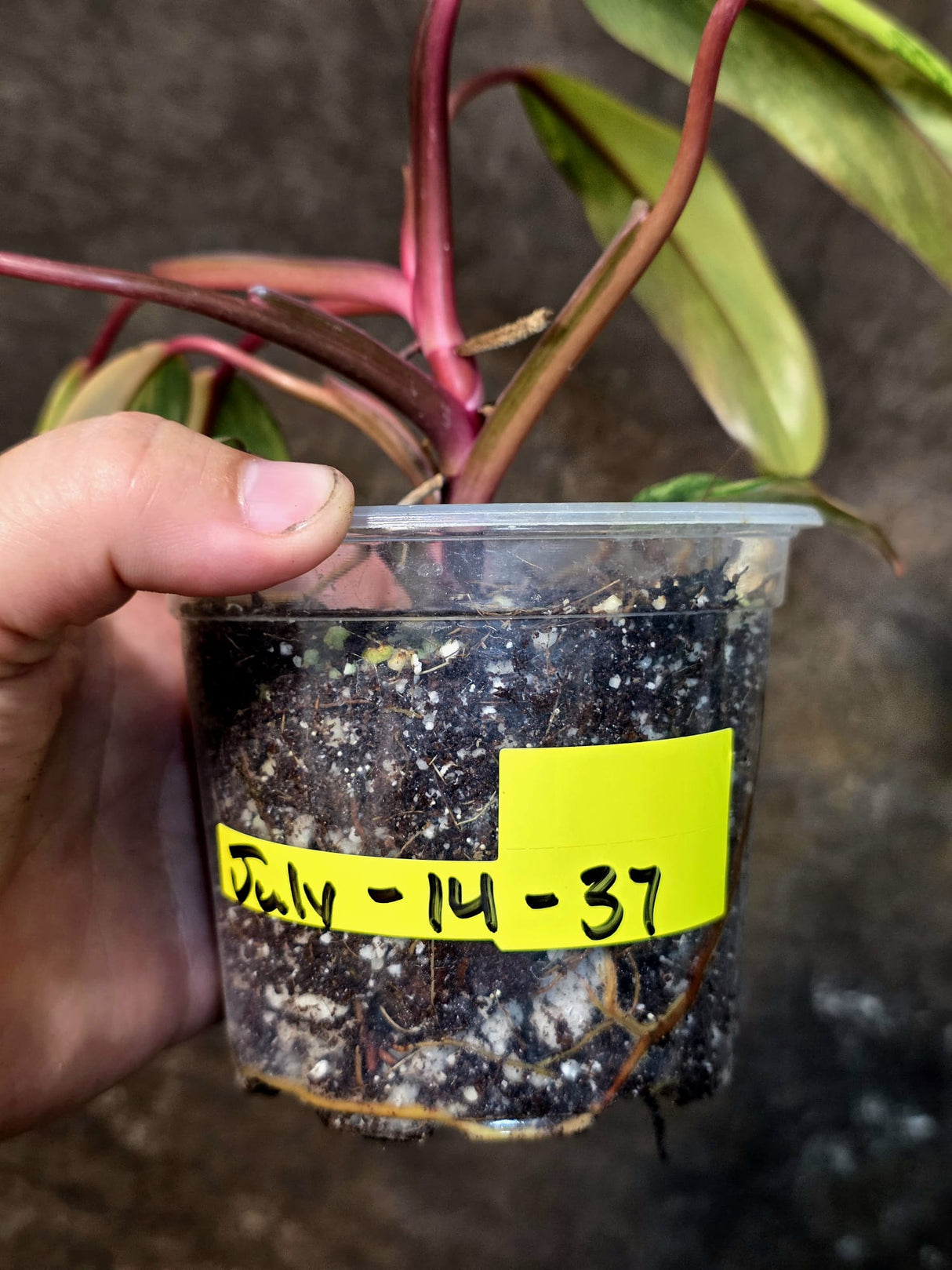 Variegated Philodendron Strawberry Shake Live Plant - (July-14-37)