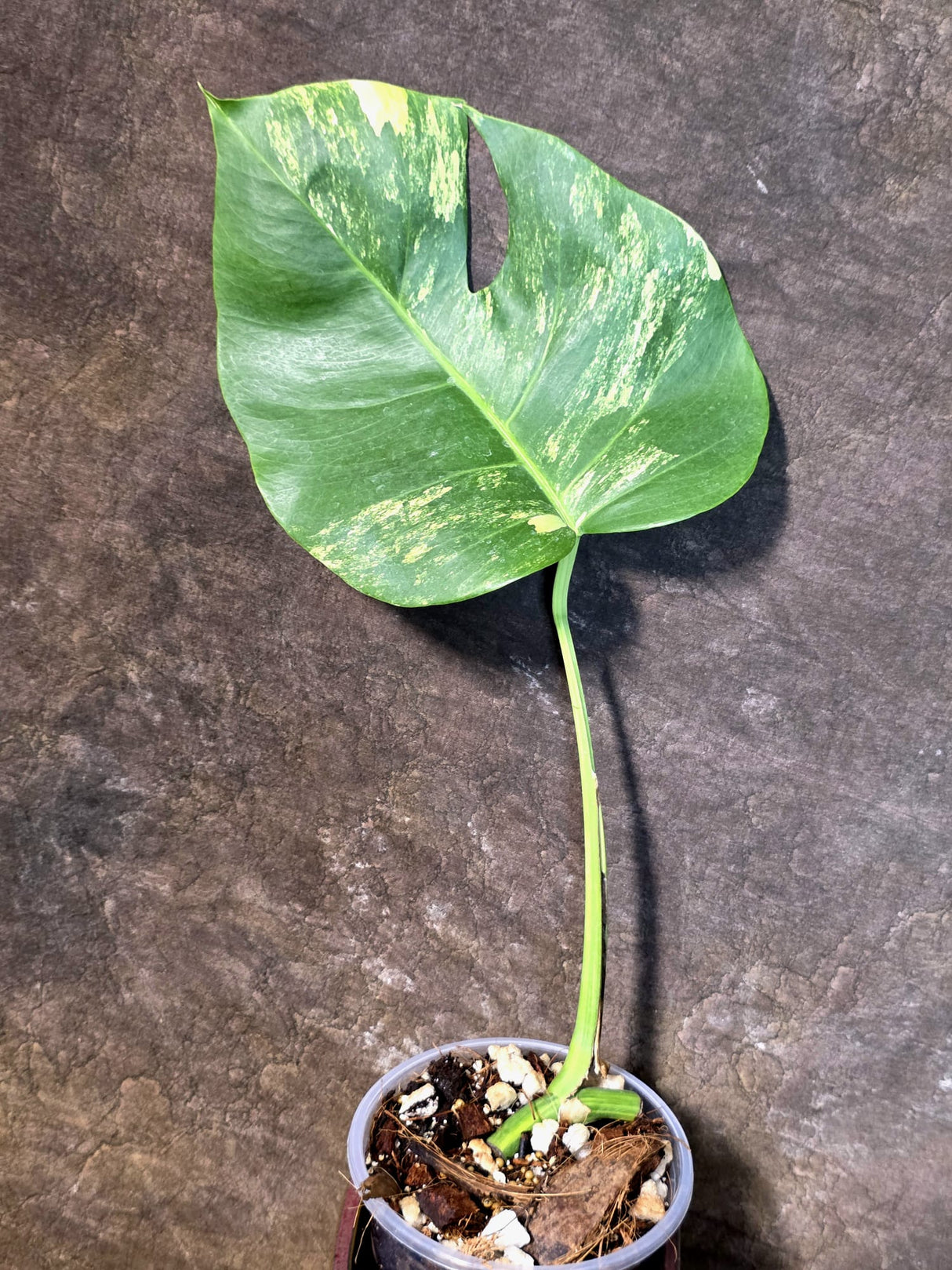 Monstera Aurea Variegated Borsigiana - Exact Plant - (July-14-36)