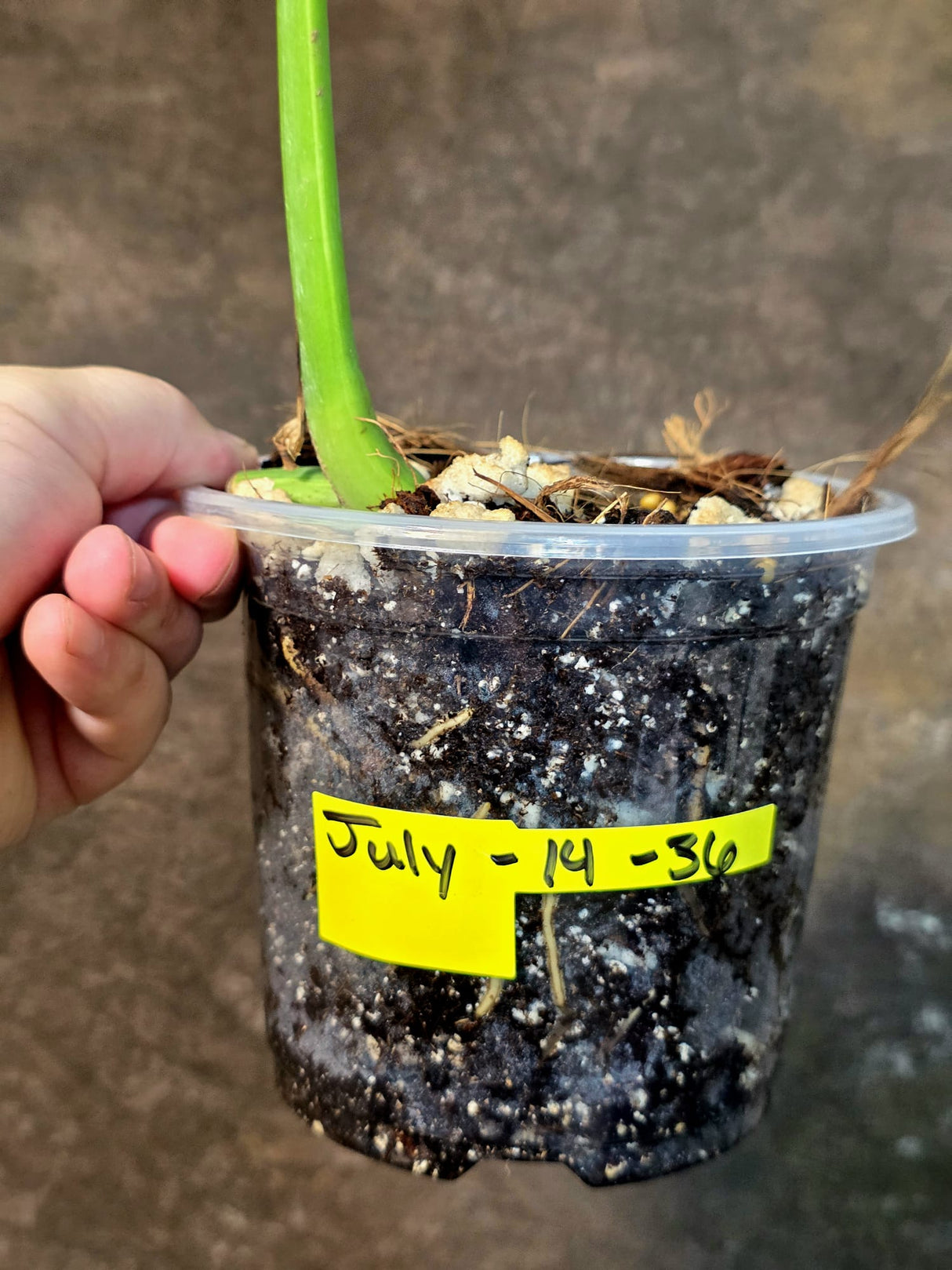 Monstera Aurea Variegated Borsigiana - Exact Plant - (July-14-36)
