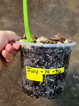 Monstera Aurea Variegated Borsigiana - Exact Plant - (July-14-36)