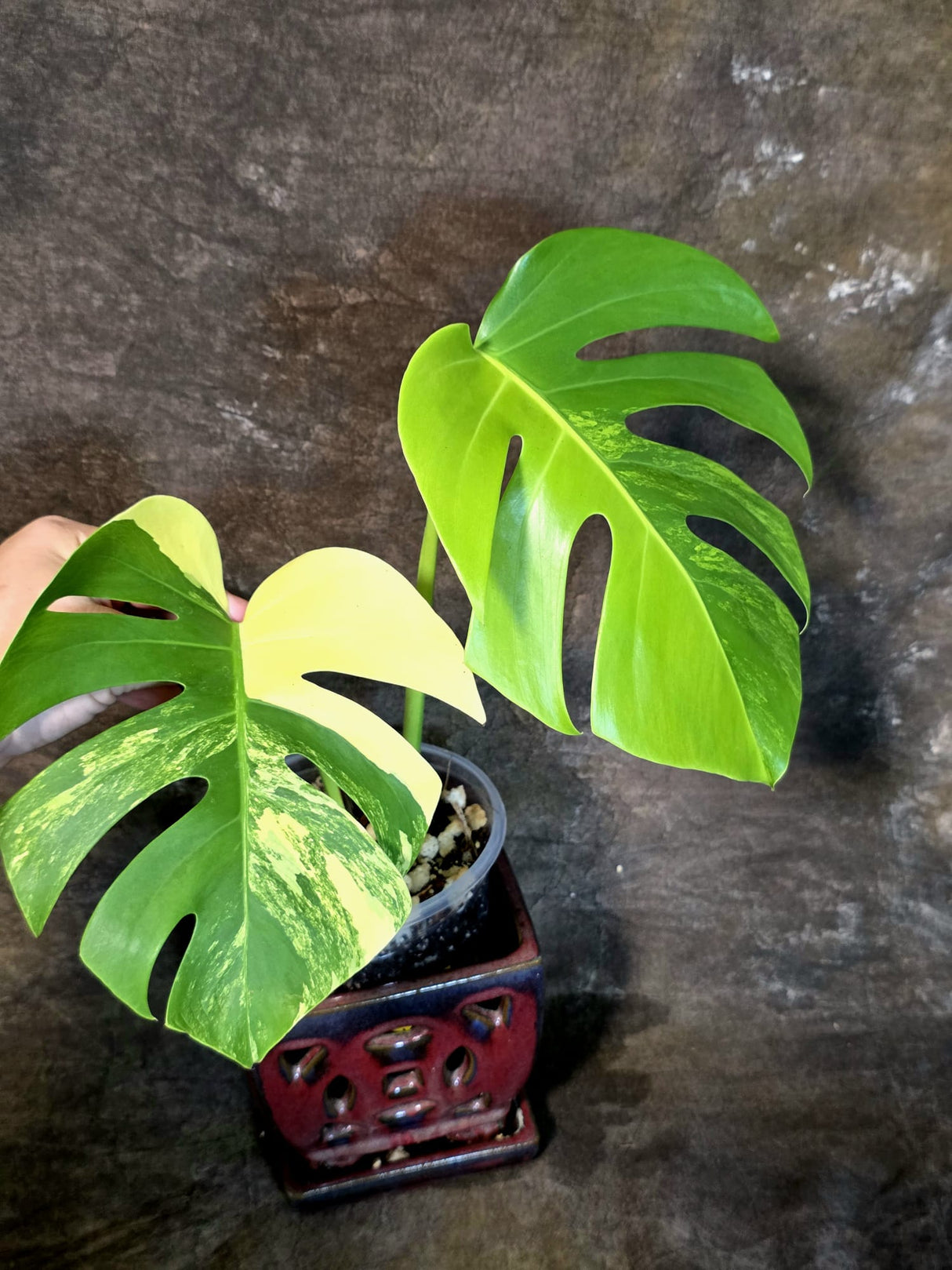 Monstera Aurea Variegated Borsigiana - Exact Plant - (July-14-39)