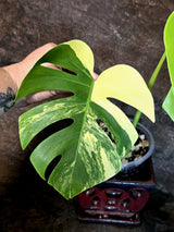 Monstera Aurea Variegated Borsigiana - Exact Plant - (July-14-39)