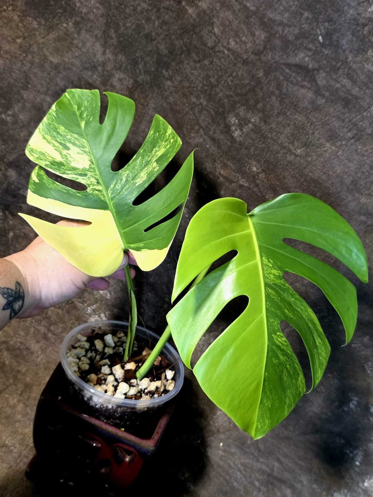 Monstera Aurea Variegated Borsigiana - Exact Plant - (July-14-39)