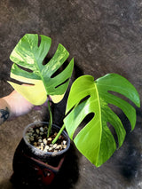Monstera Aurea Variegated Borsigiana - Exact Plant - (July-14-39)