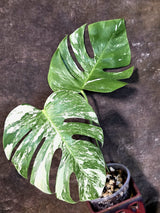 Variegated Monstera Albo - White Monstera - US Seller (July-14-40)