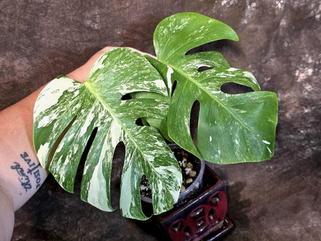 Variegated Monstera Albo - White Monstera - US Seller (July-14-40)
