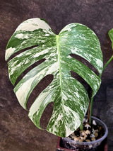 Variegated Monstera Albo - White Monstera - US Seller (July-14-40)