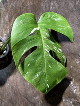 Variegated Monstera Albo - White Monstera - US Seller (July-14-40)