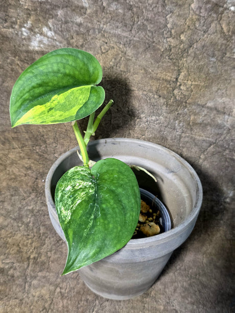 Scindapsus Jade Satin Variegated - Yellow Variegation - (July-24-01)