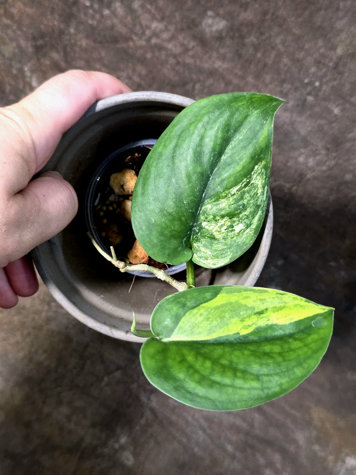 Scindapsus Jade Satin Variegated - Yellow Variegation - (July-24-01)