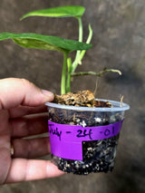 Scindapsus Jade Satin Variegated - Yellow Variegation - (July-24-01)