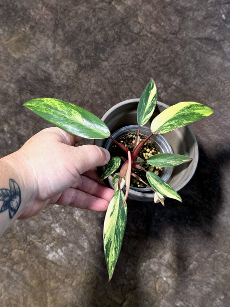 Variegated Philodendron Strawberry Shake - EXACT Plant - (July-24-03)