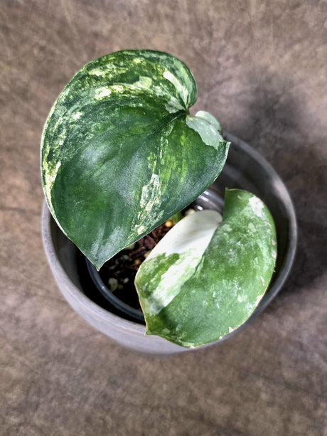 Scindapsus Jade Satin Variegated - Yellow Variegation - (July-24-05)