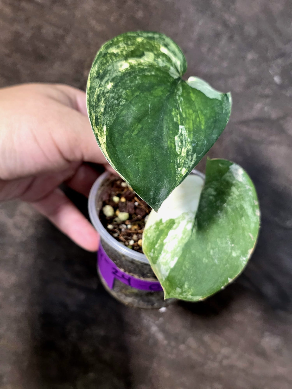 Scindapsus Jade Satin Variegated - Yellow Variegation - (July-24-05)