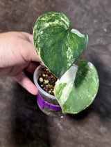 Scindapsus Jade Satin Variegated - Yellow Variegation - (July-24-05)
