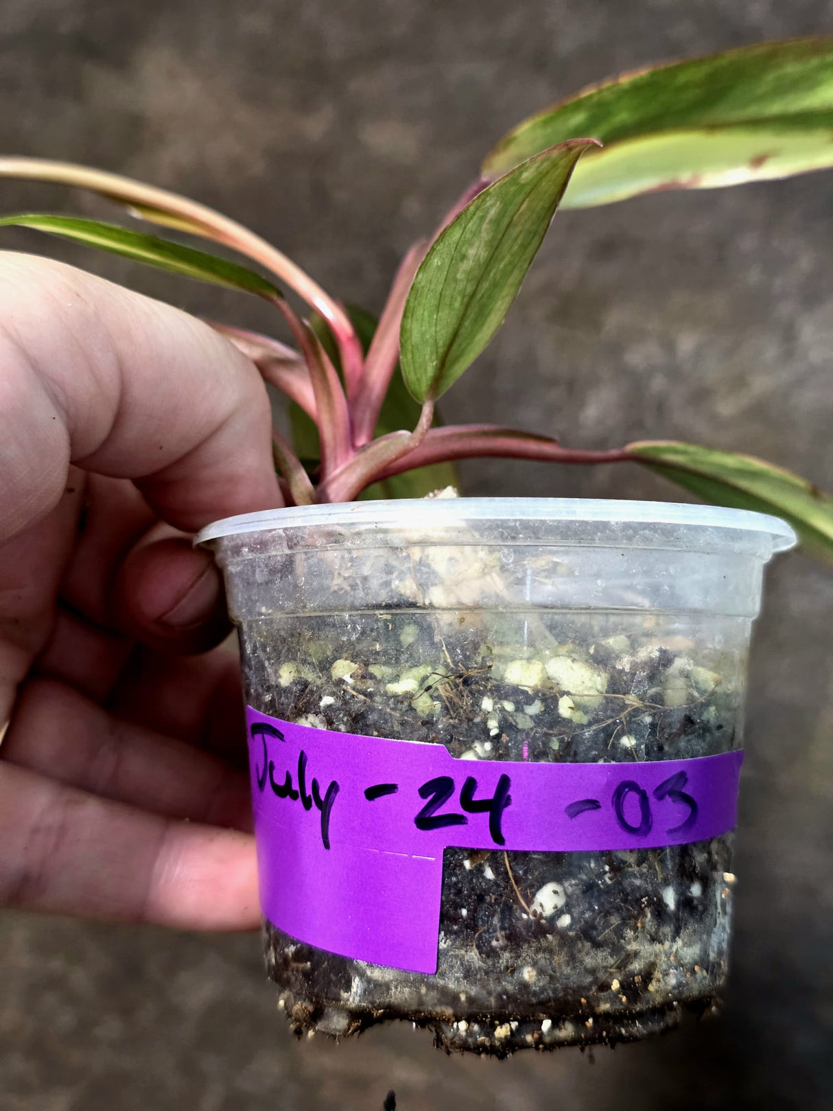 Variegated Philodendron Strawberry Shake - EXACT Plant - (July-24-03)