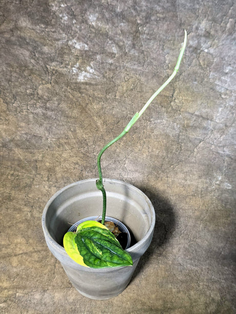 Variegated Monstera Peru - Rare Exact Plant - (July-24-06)