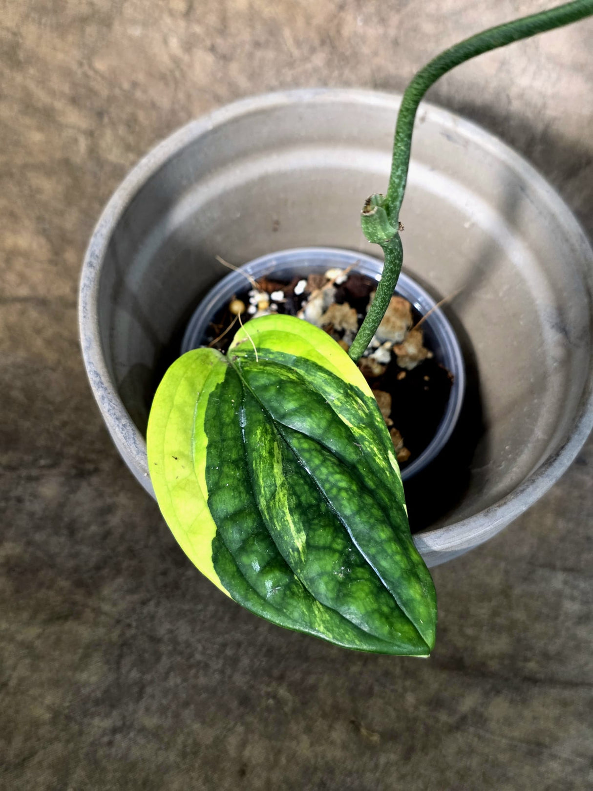 Variegated Monstera Peru - Rare Exact Plant - (July-24-06)
