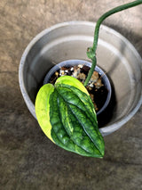 Variegated Monstera Peru - Rare Exact Plant - (July-24-06)
