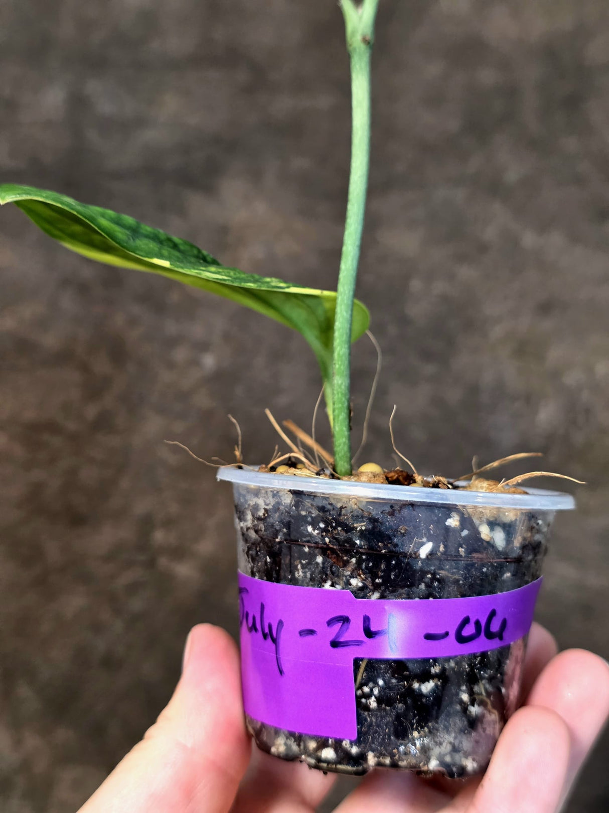 Variegated Monstera Peru - Rare Exact Plant - (July-24-06)