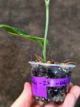 Variegated Monstera Peru - Rare Exact Plant - (July-24-06)