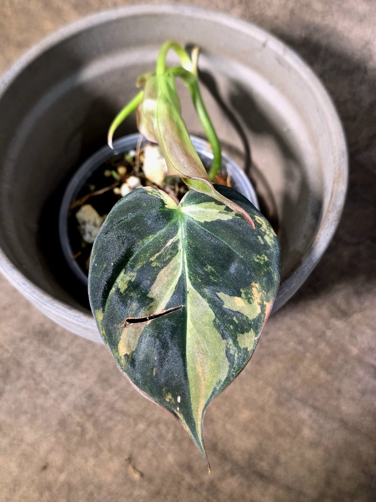 Variegated Philodendron Mican Aurea - Rare Exact Plant - (July-24-07)
