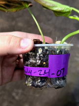 Variegated Philodendron Mican Aurea - Rare Exact Plant - (July-24-07)
