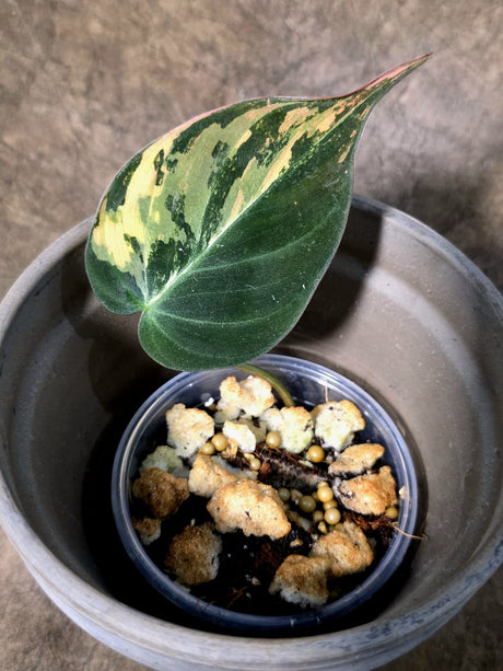 Variegated Philodendron Mican Aurea - Rare Exact Plant - (July-24-08)