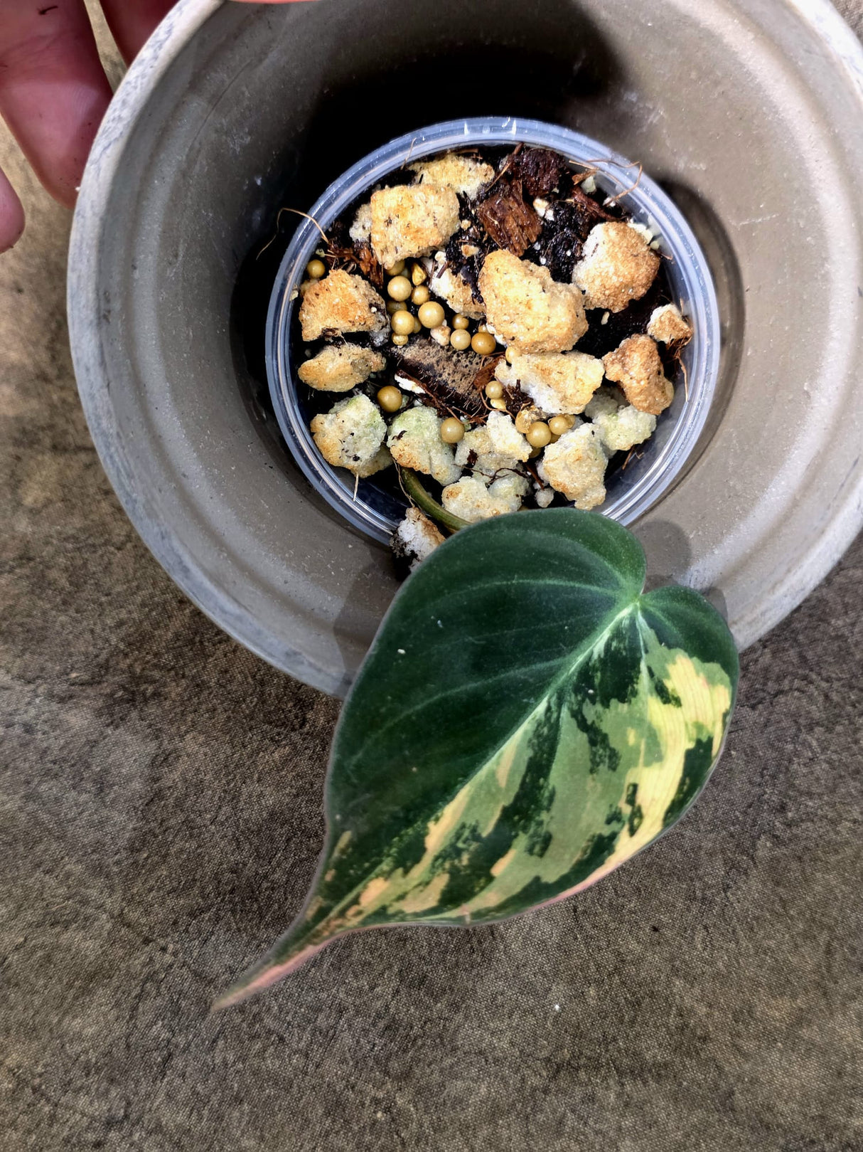 Variegated Philodendron Mican Aurea - Rare Exact Plant - (July-24-08)