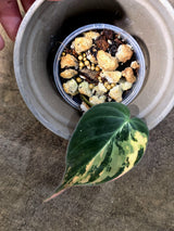 Variegated Philodendron Mican Aurea - Rare Exact Plant - (July-24-08)