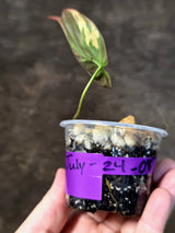 Variegated Philodendron Mican Aurea - Rare Exact Plant - (July-24-08)