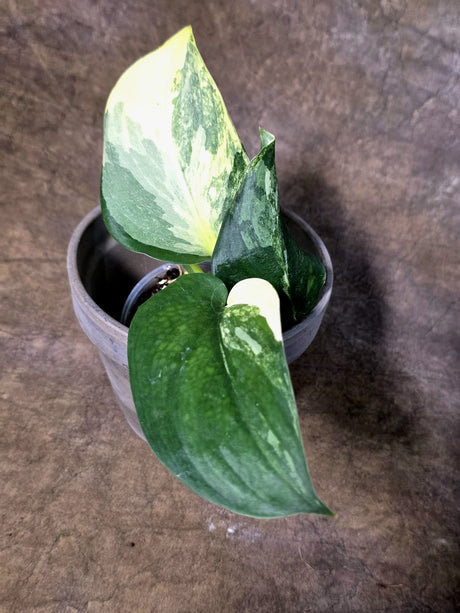 Scindapsus Jade Satin Variegated - Yellow Variegation - (July-24-09)