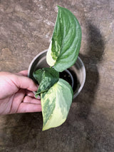 Scindapsus Jade Satin Variegated - Yellow Variegation - (July-24-09)