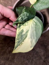Scindapsus Jade Satin Variegated - Yellow Variegation - (July-24-09)