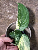 Scindapsus Jade Satin Variegated - Yellow Variegation - (July-24-09)