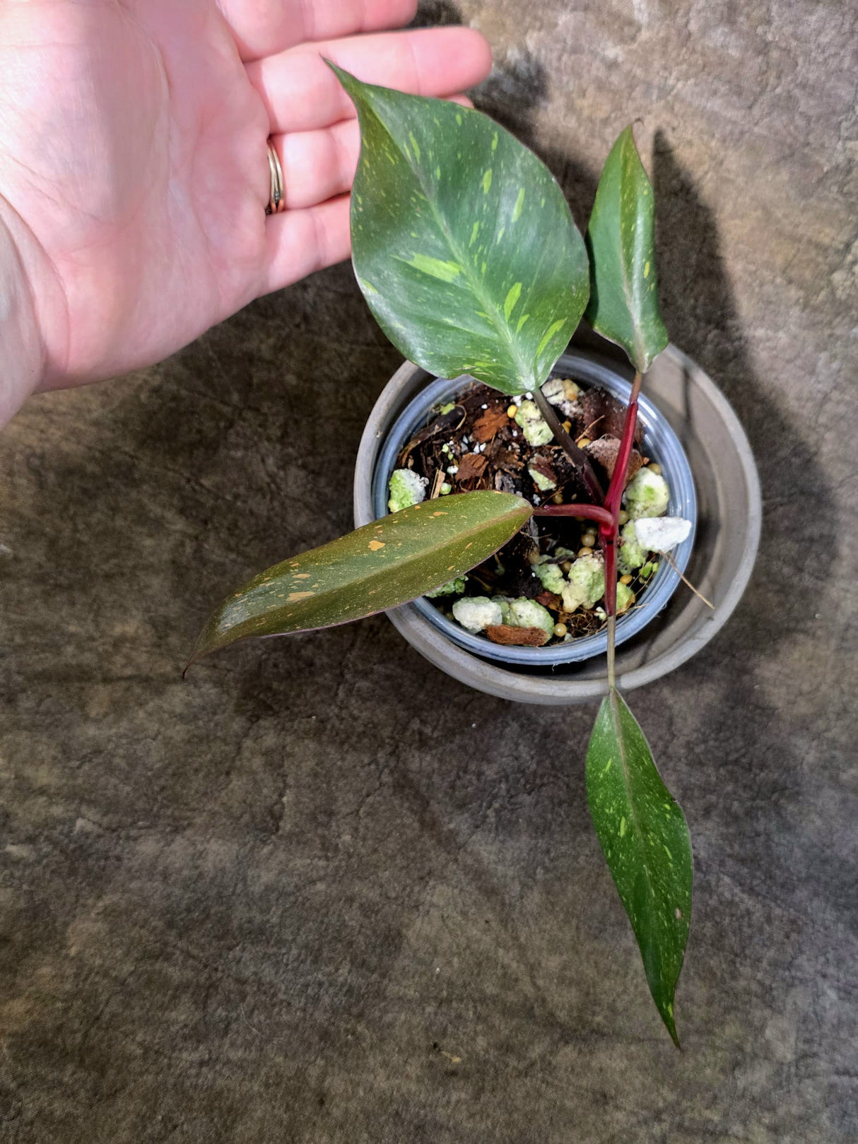 Philodendron Orange Princess - Rare Collector Plant (July-24-10)