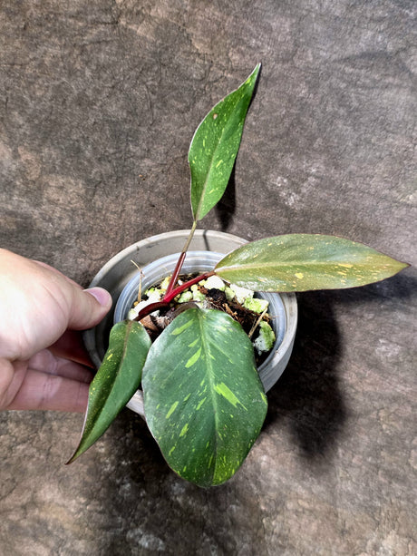 Philodendron Orange Princess - Rare Collector Plant (July-24-10)
