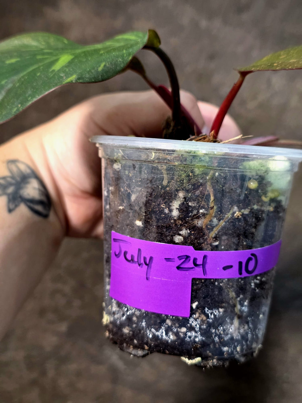 Philodendron Orange Princess - Rare Collector Plant (July-24-10)