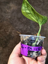 Variegated Monstera Peru - Rare Exact Plant - (July-24-12)