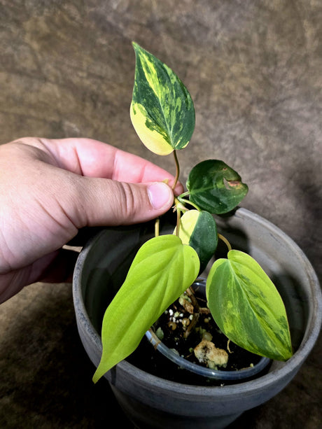 Variegated Philodendron Mican Aurea - Rare Exact Plant - (July-24-11)