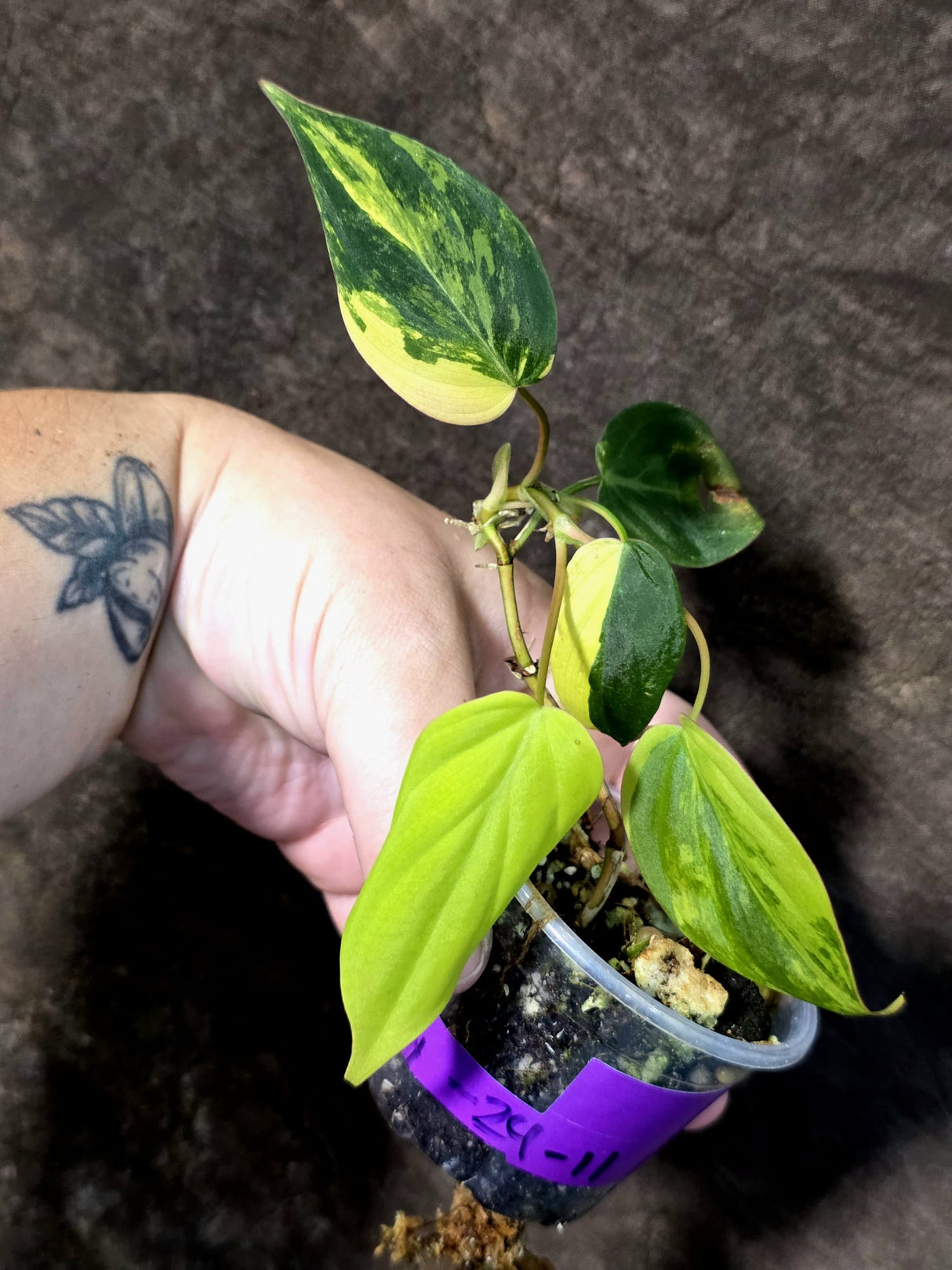 Variegated Philodendron Mican Aurea - Rare Exact Plant - (July-24-11)