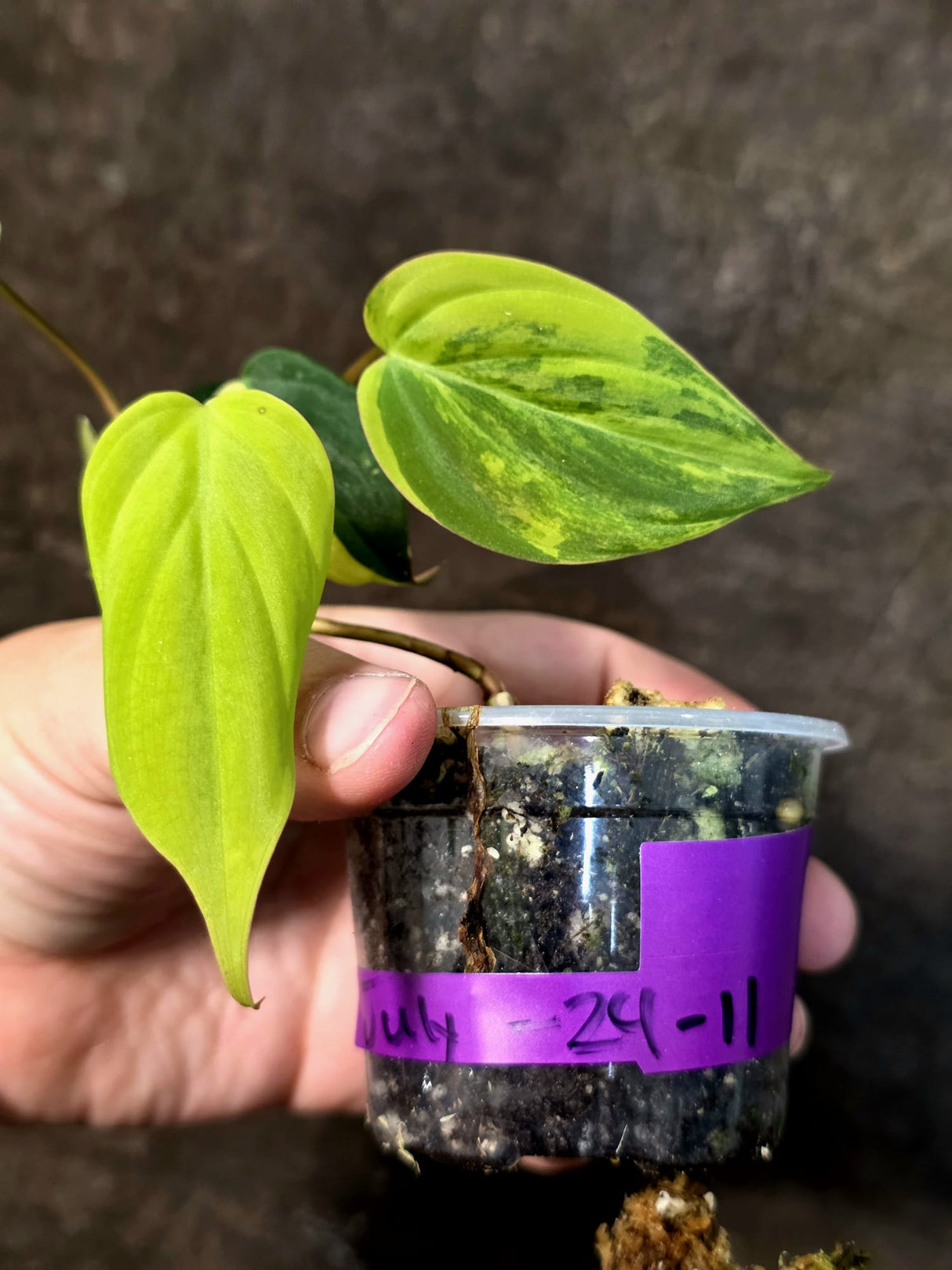 Variegated Philodendron Mican Aurea - Rare Exact Plant - (July-24-11)