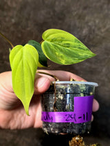Variegated Philodendron Mican Aurea - Rare Exact Plant - (July-24-11)