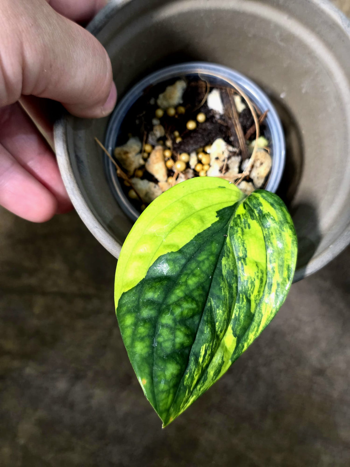 Variegated Monstera Peru - Rare Exact Plant - (July-24-12)