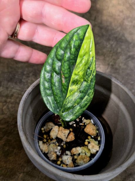 Variegated Monstera Peru - Rare Exact Plant - (July-24-13)