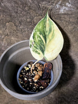 Variegated Philodendron Mican Aurea - Rare Exact Plant - (July-24-14)